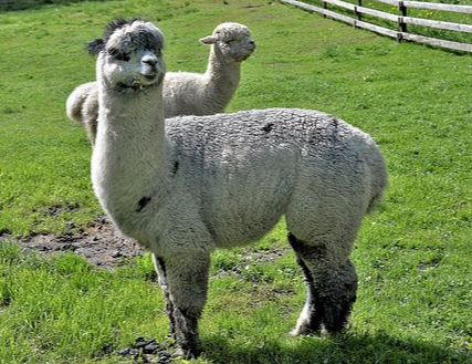 Praca w zoo – Artykuł od Praca.pl