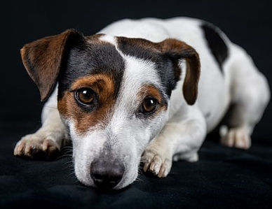 Forum Karmimy Psiaki – Razem dla dobra zwierząt